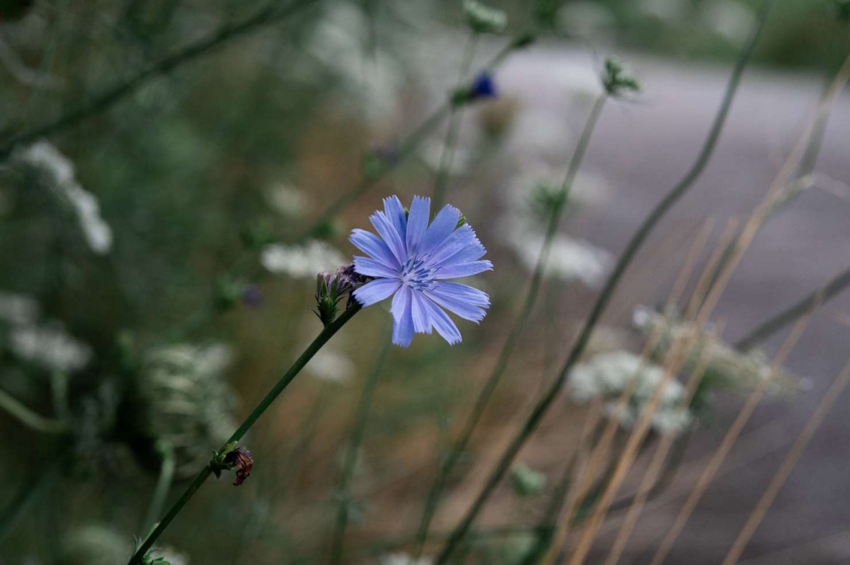 Small Purple wild flower