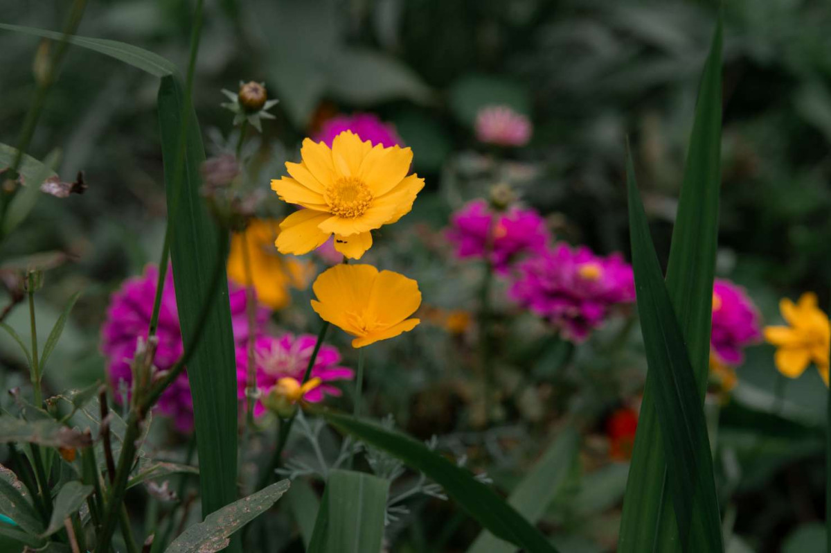 Yellow and Pink flowers