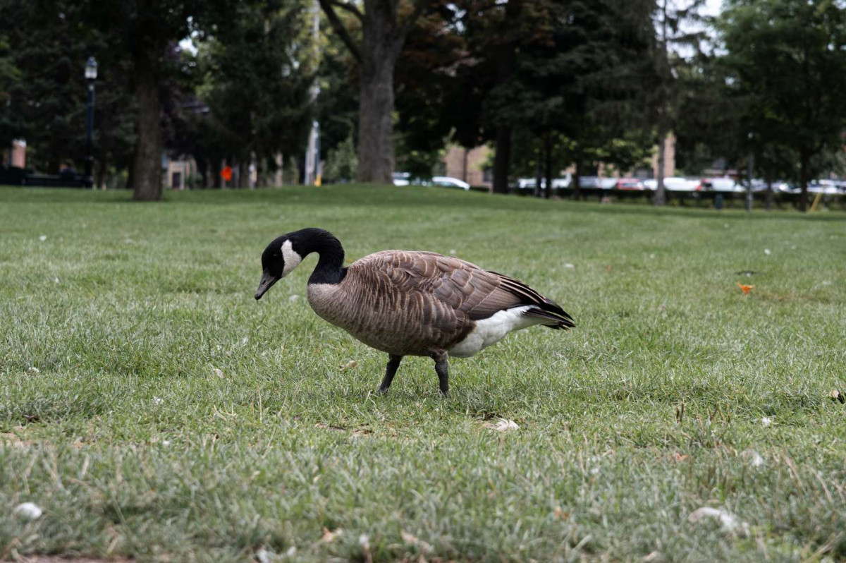 Canandian Goose in field