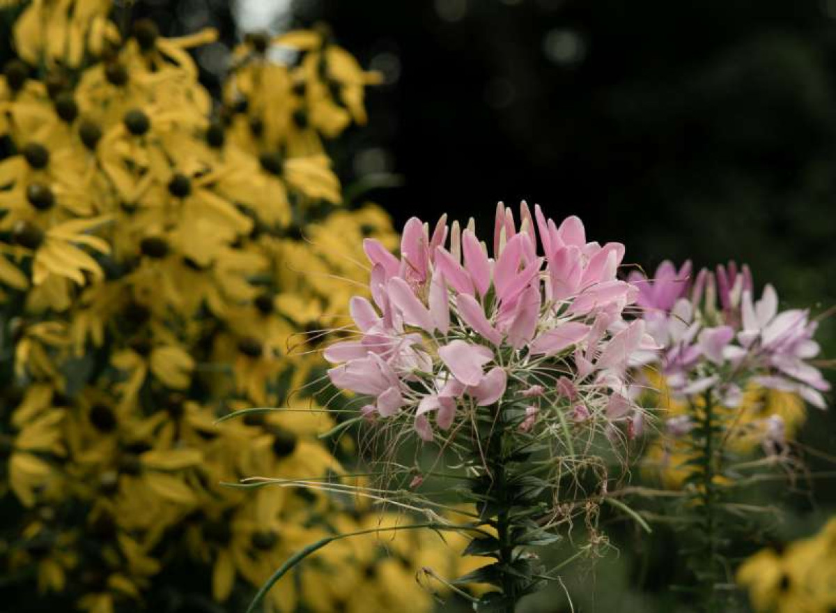 Flowers