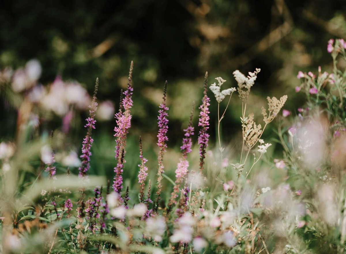 Wild Flowers